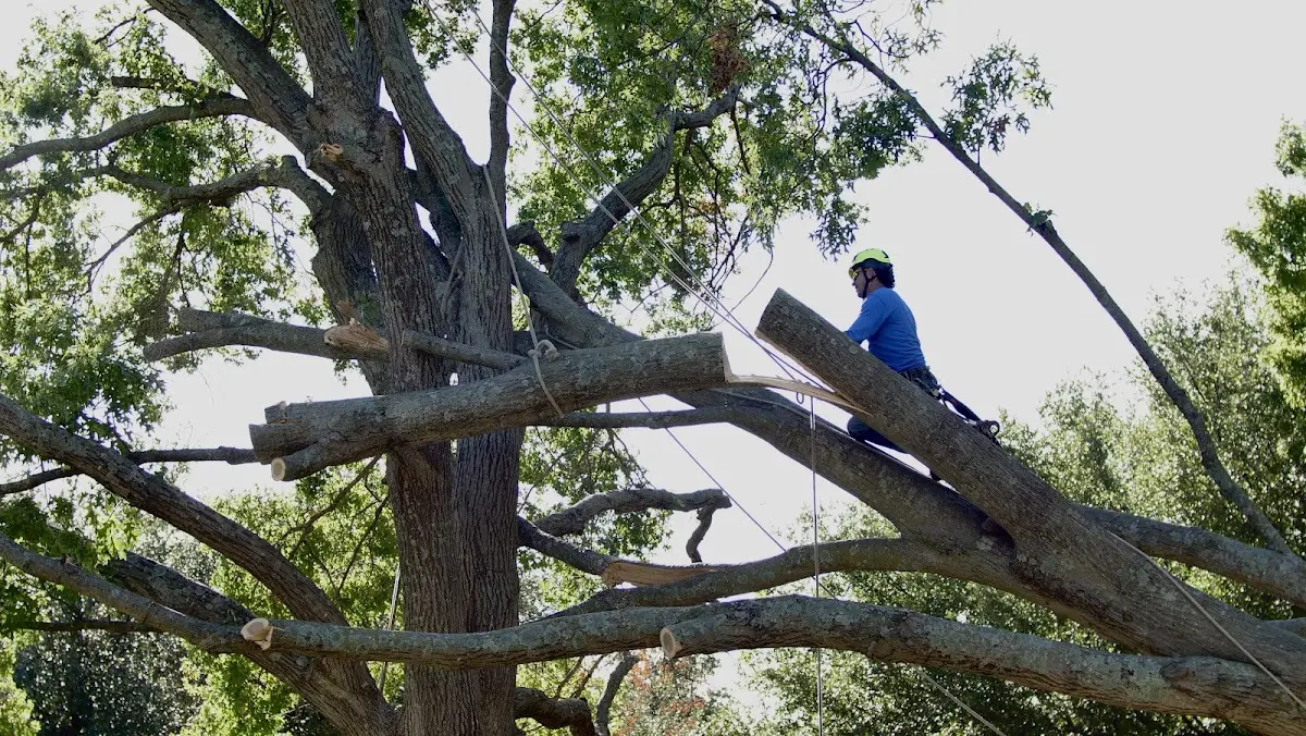 Professional Crown Thinning performed by certified arborists in Iuka